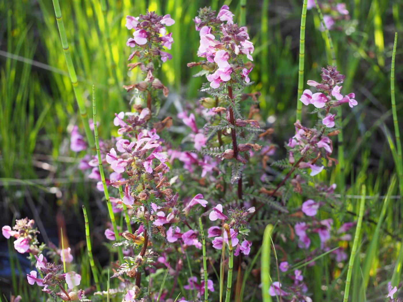 Lousewort, Marsh plant